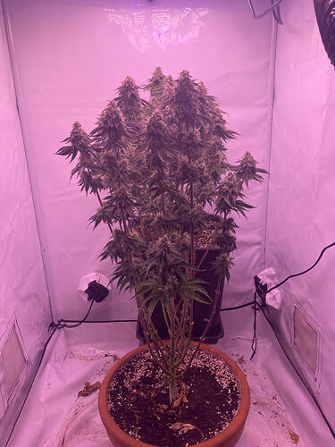 Growreport Bild 1