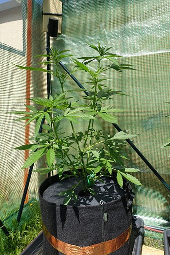 Growreport Bild 3
