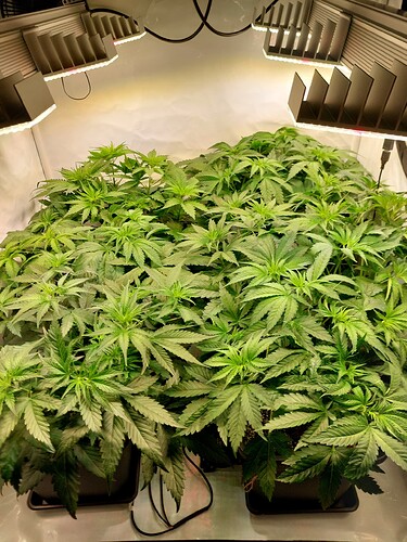 Growreport Bild 6