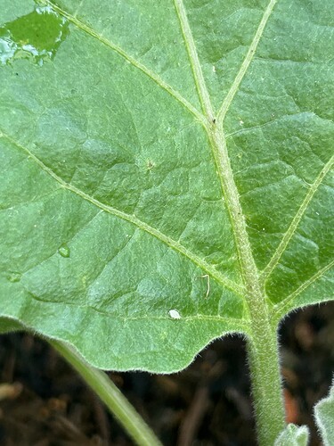 Growreport Bild 31