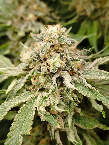 Nahaufnahme eines reifen Cannabis-Buds mit vielen Trichomen und grünen Blättern.