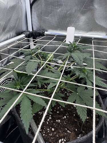 Growreport Bild 38