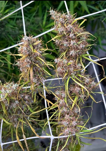Growreport Bild 11
