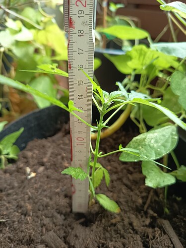 Growreport Bild 3