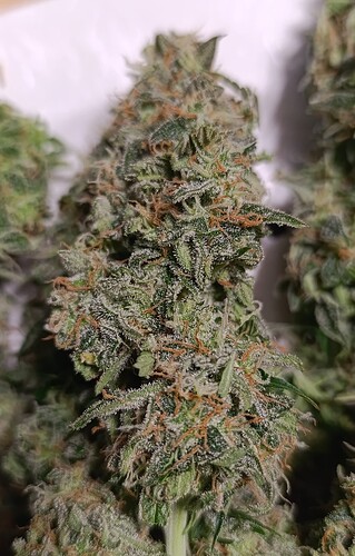 Growreport Bild 4