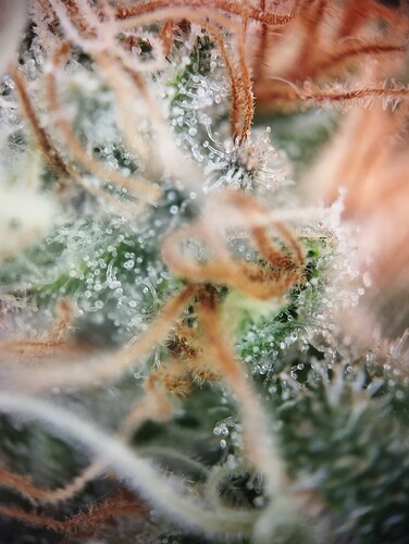 IMG_20250306_203838 - Kopie