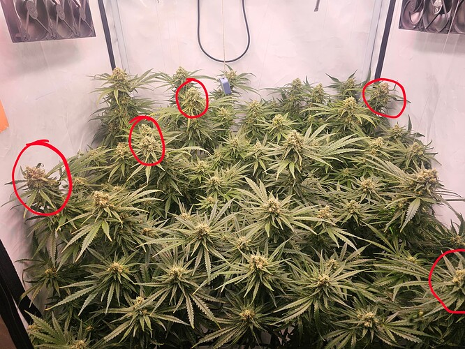 Growreport Bild 28