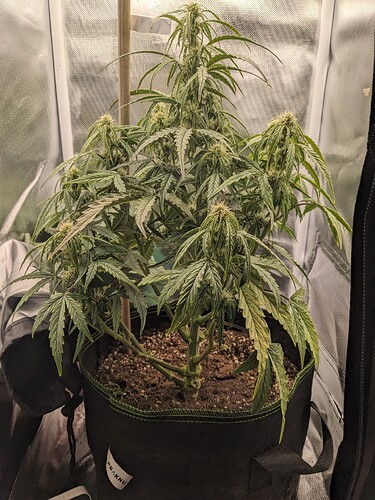 PXL_20240526_214109261