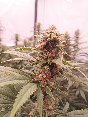 Growreport Bild 31