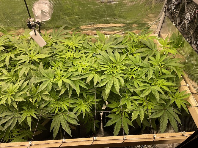 Mehrere junge Cannabispflanzen in einem Zelt, die sich unter einem Netz ausbreiten.