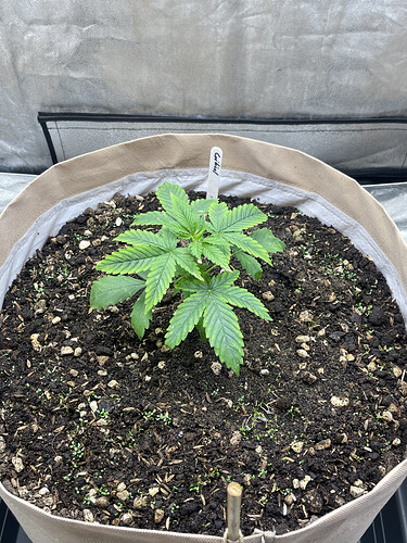 Growreport Bild 17