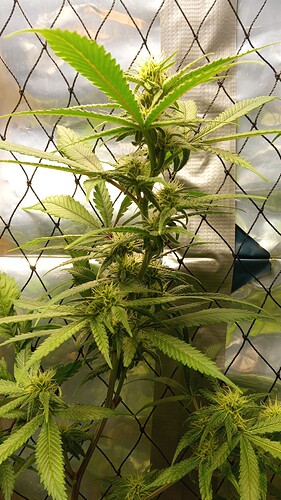 Growreport Bild 2