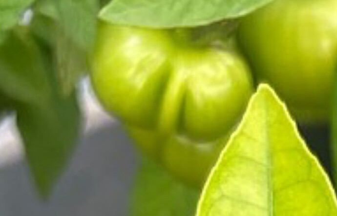Growreport Bild 23