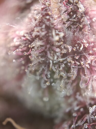Growreport Bild 3