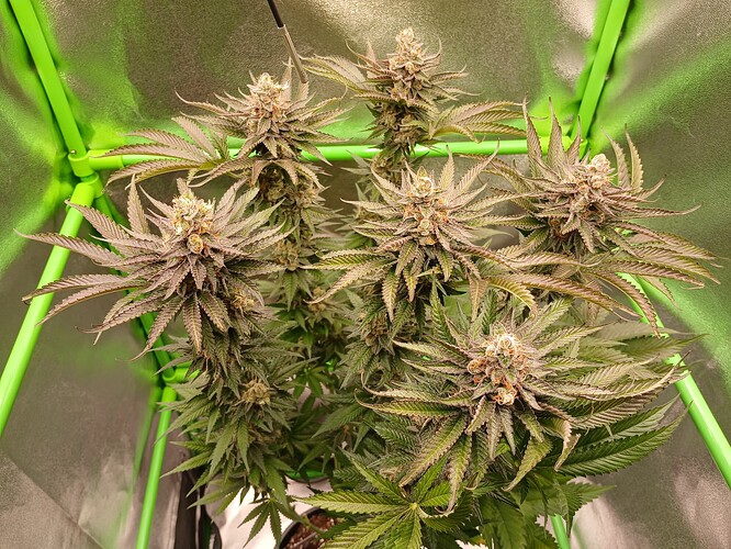 Growreport Bild 5
