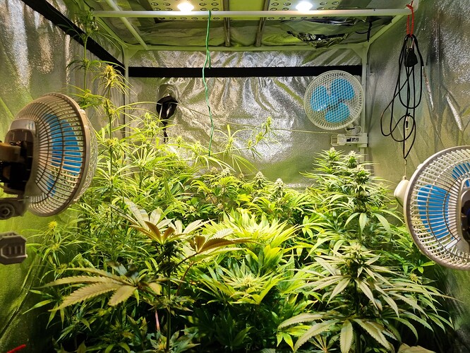 Mehrere Cannabis-Pflanzen in der Blütephase in einem Growzelt, beleuchtet von einer LED-Lampe und belüftet durch drei Ventilatoren.