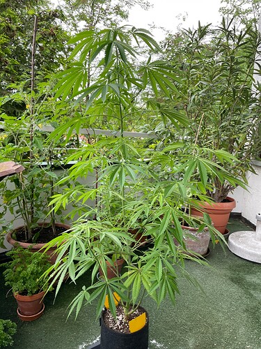 Growreport Bild 29