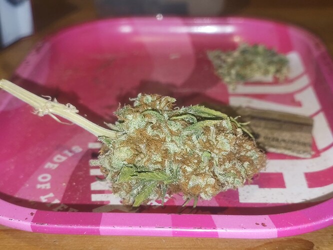 Growreport Bild 21