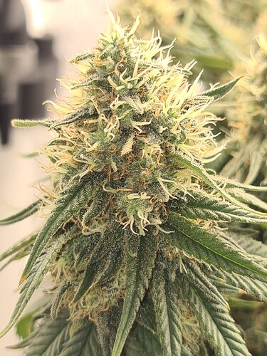 Growreport Bild 14