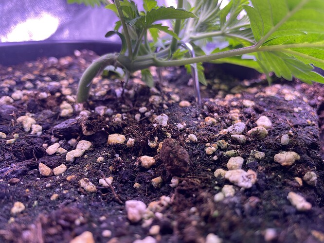 Growreport Bild 31