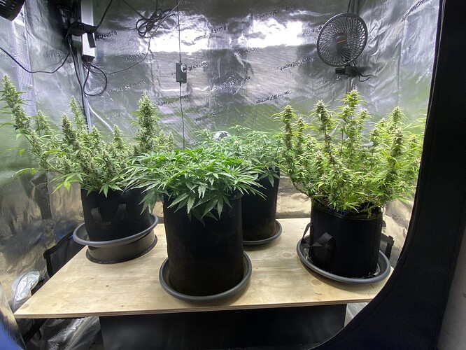 Growreport Bild 41