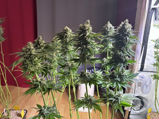 Growreport Bild 58
