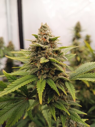 Growreport Bild 6
