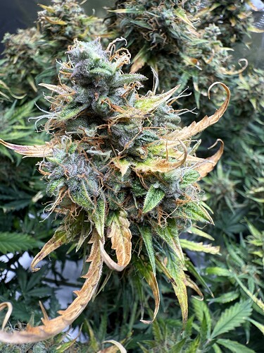 Growreport Bild 36
