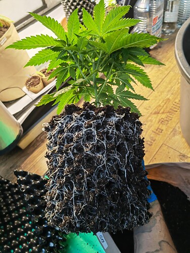 Growreport Bild 11
