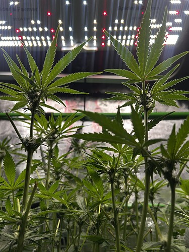 Growreport Bild 71