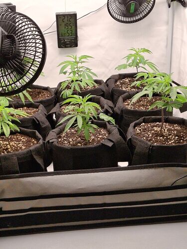 Growreport Bild 2