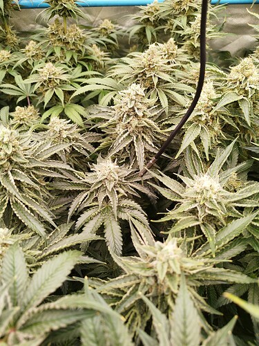 Growreport Bild 26