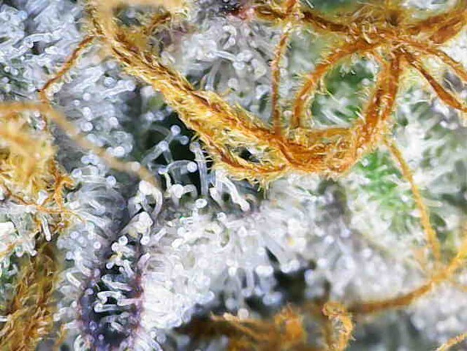 Growreport Bild 38