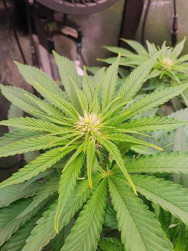 Growreport Bild 7