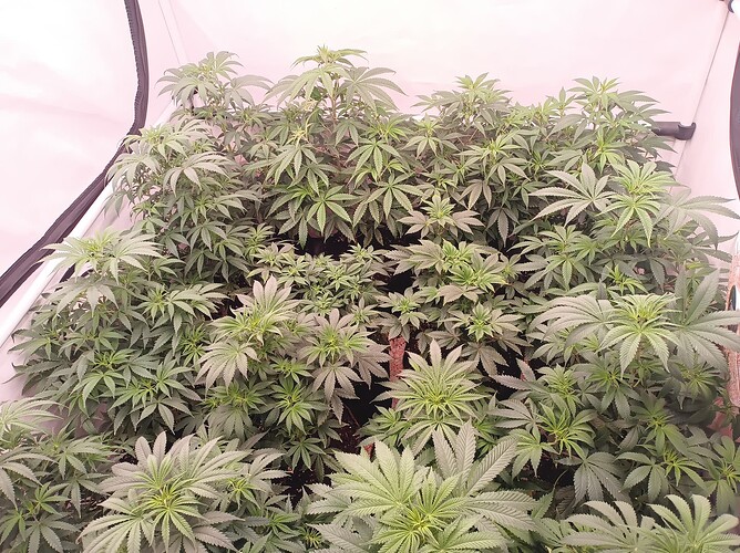 Growreport Bild 5