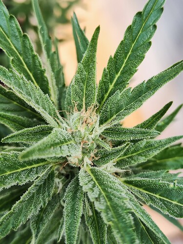 Growreport Bild 3