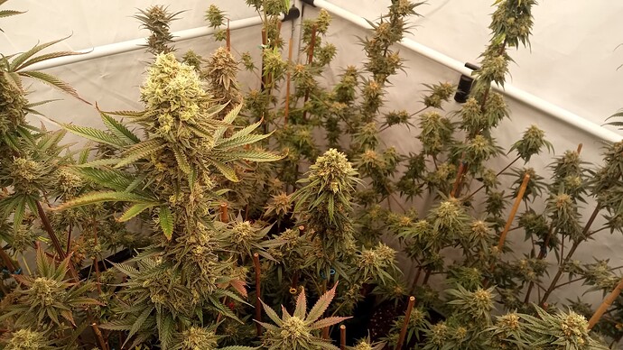 Growreport Bild 45