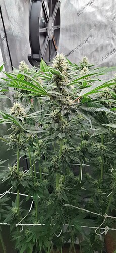 Growreport Bild 15