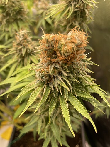 Growreport Bild 3