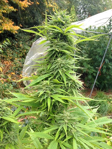 Grow25_1017b_2