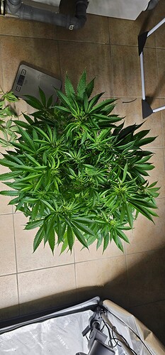 Growreport Bild 19