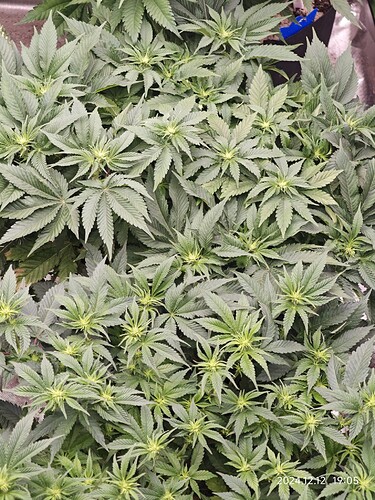 Growreport Bild 26
