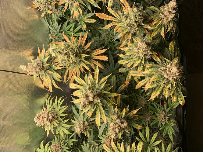Growreport Bild 3