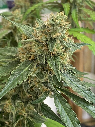 Growreport Bild 75