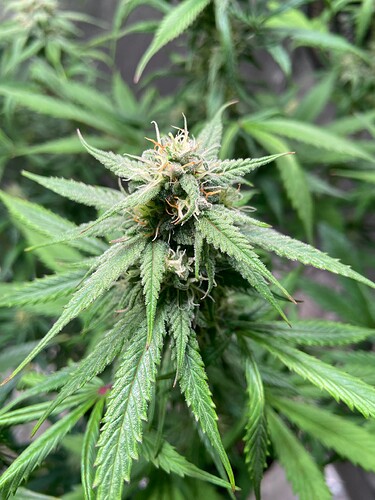 Growreport Bild 6