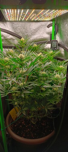 Growreport Bild 1