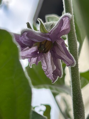 Growreport Bild 37