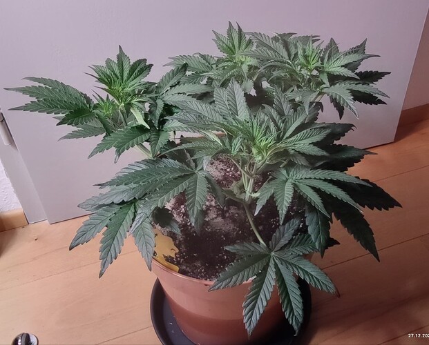 Growreport Bild 9