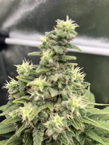 Growreport Bild 22