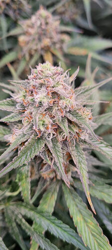 Growreport Bild 2
